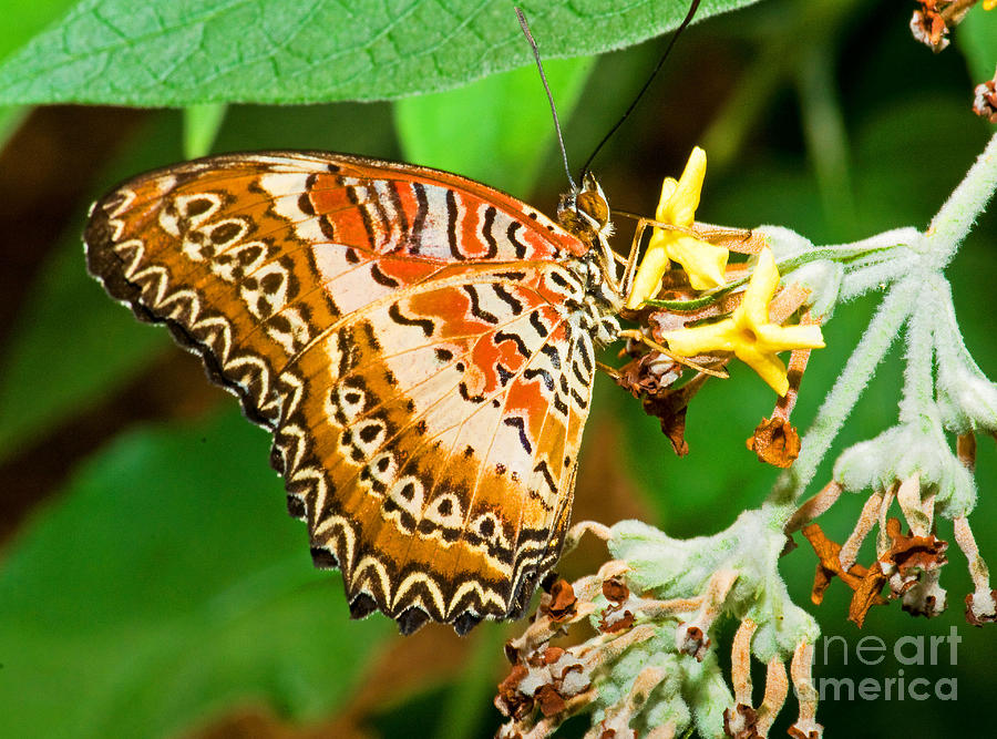 Nature Photograph - Plain Tiger Butterfly #3 by Millard H. Sharp