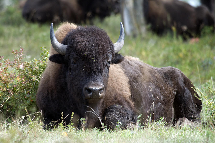 Plains Bison #3 Photograph by Mark Newman