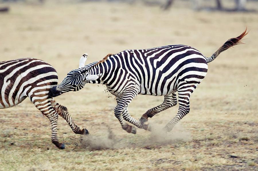 Plains Zebras #3 Photograph by John Devries/science Photo Library