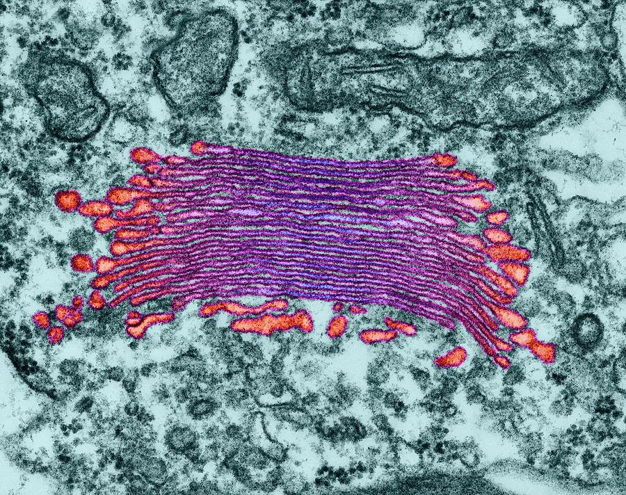 Plant Alga Golgi Apparatus Photograph By Dennis Kunkel Microscopy