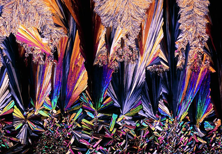 Testosterone Photograph - Plm Of Crystals Of Testosterone #3 by Sidney Moulds/science Photo Library