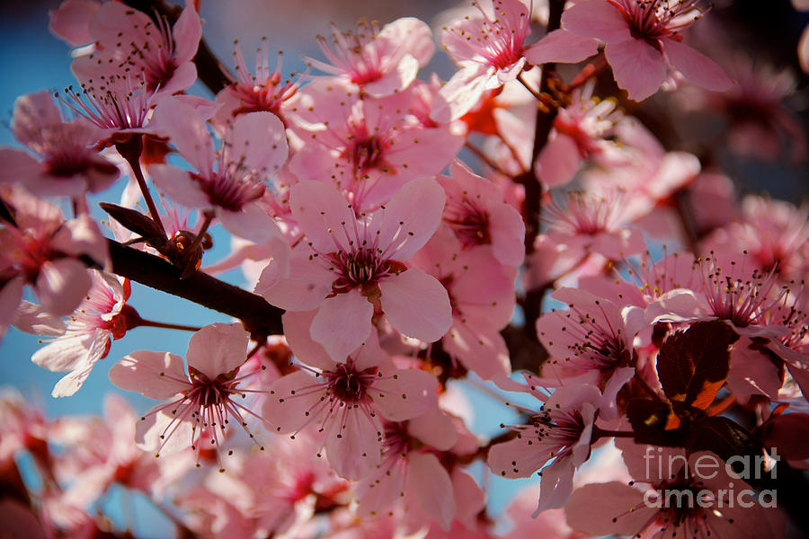 Plum Tree Flowers #3 Photograph by Mark Dodd