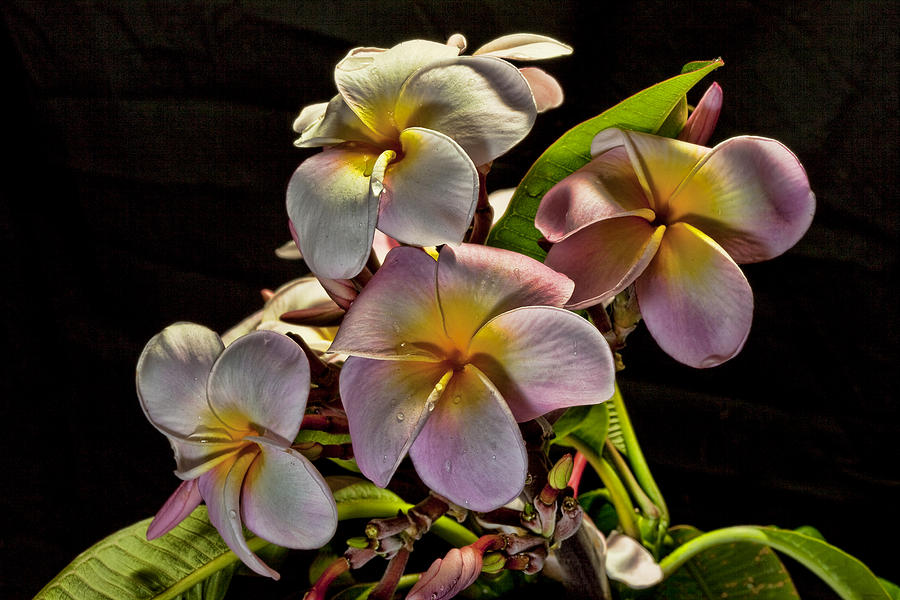 Plumerias #3 Photograph by James Roemmling