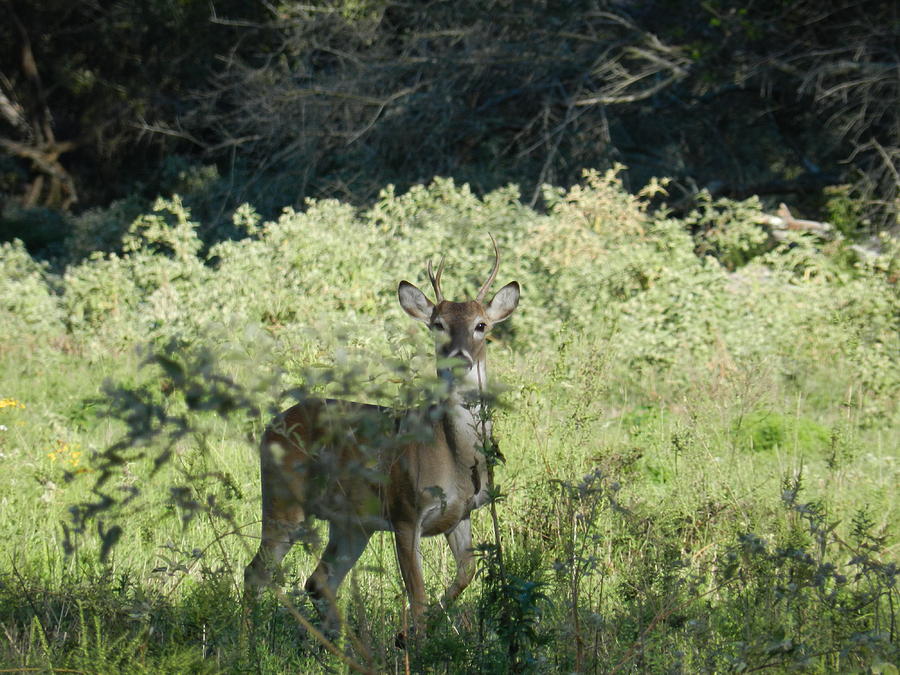 3 Point Buck Photograph by Dave Cargill - Fine Art America