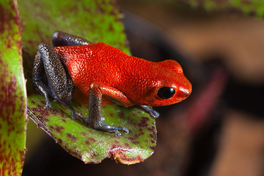 Poison Dart Frog On Leaf Photograph By Dirk Ercken