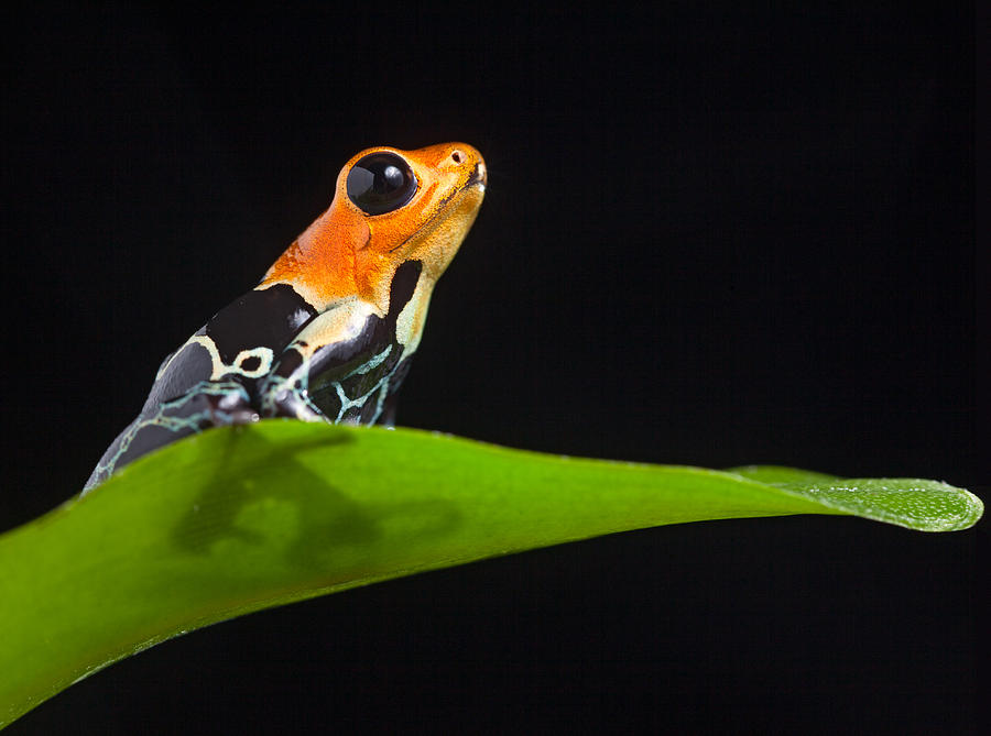 Frog Photograph - Poison Frog #3 by Dirk Ercken