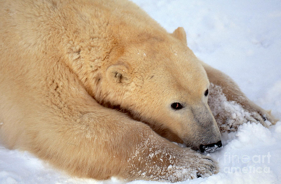 Polar Bear #3 Photograph by Art Wolfe