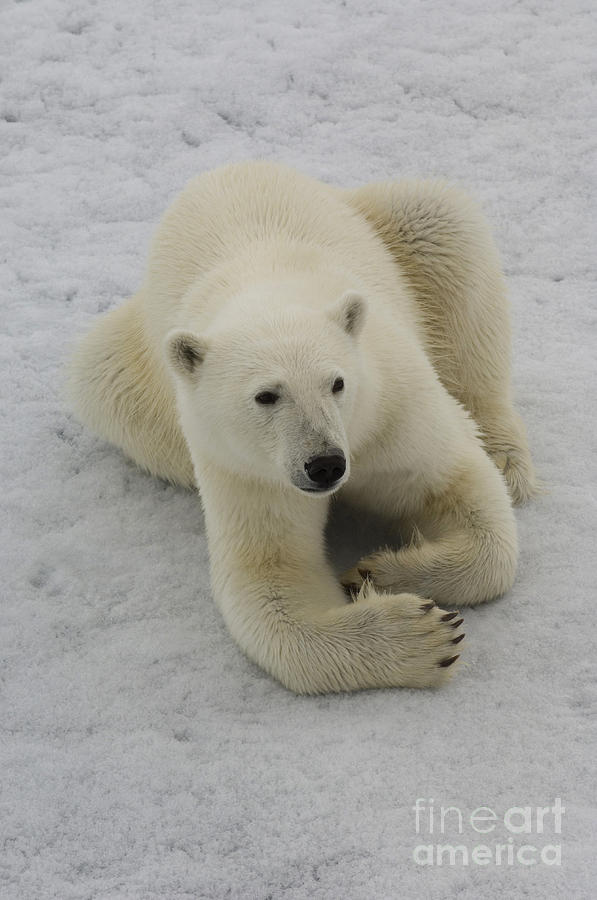 Polar Bear Crossing Ice Floe #3 Photograph by John Shaw