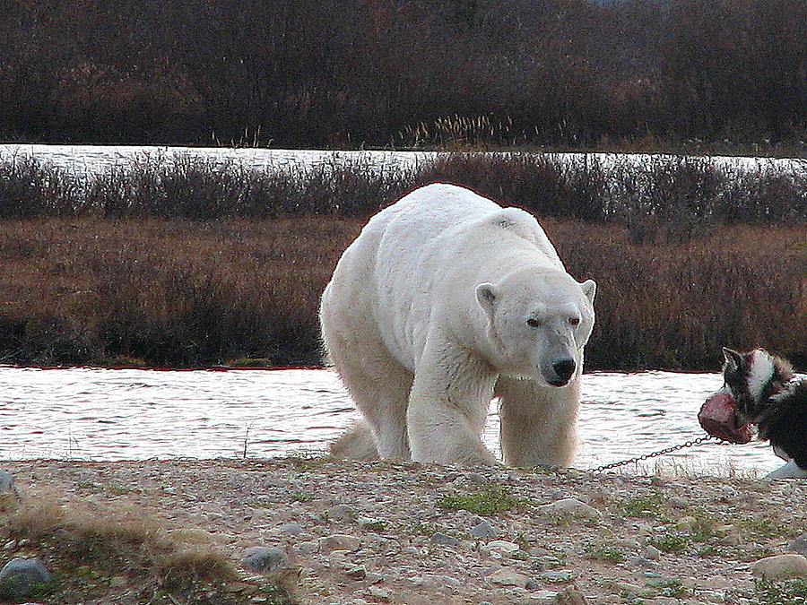 Polar Bear dog #3 Photograph by David Matthews
