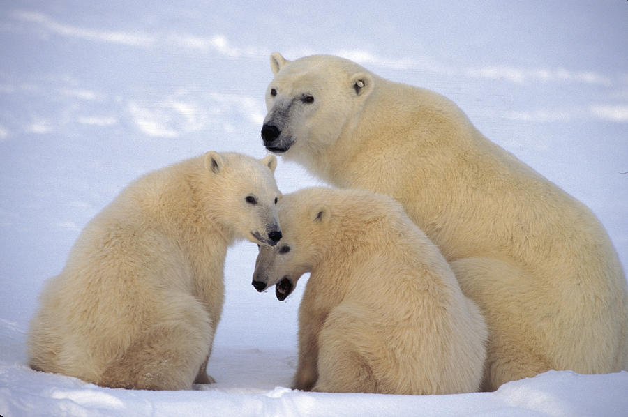 Polar Bear Family #3 Photograph by Randy Green