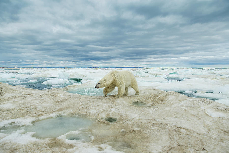 Polar Bear On Hudson Bay Sea Ice Photograph by WorldFoto - Fine Art America