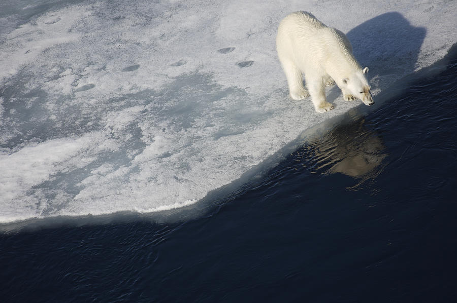Animal Photograph - Polar Bear On Melting Sea Ice, High #3 by Paul Miles