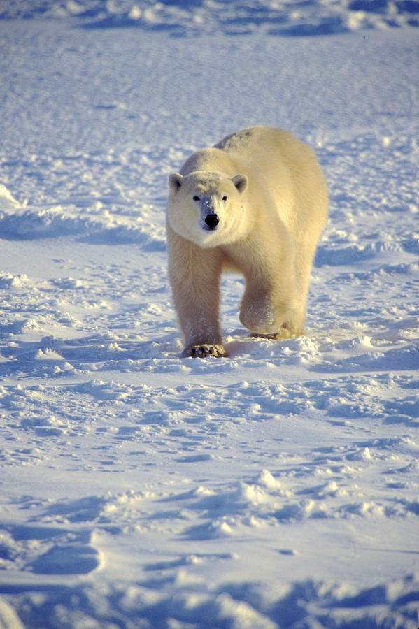 Polar Bear on Sea Ice #3 Photograph by Randy Green