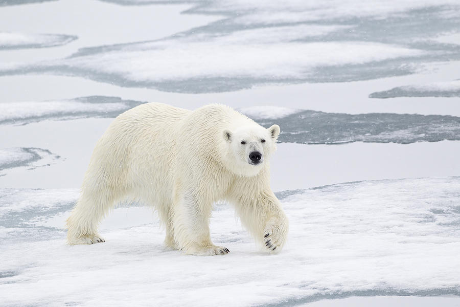 Polar Bear On Sea Ice Spitzbergen #3 Photograph by Dickie Duckett