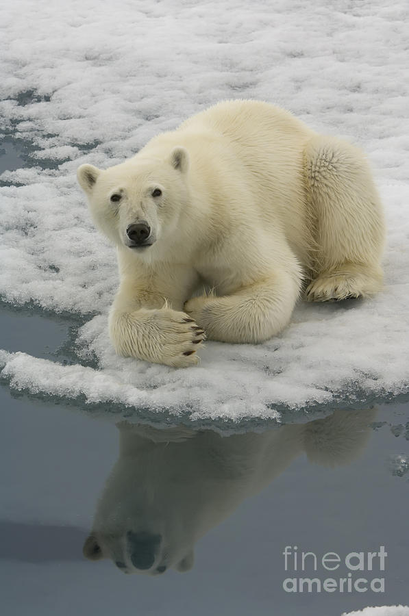 Polar Bear Resting On Ice #3 Photograph by John Shaw