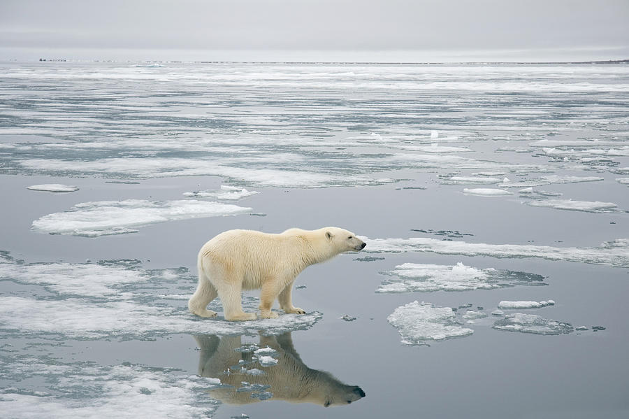 Nature Photograph - Polar Bear Travels On Sea Ice Floating #3 by Steven Kazlowski