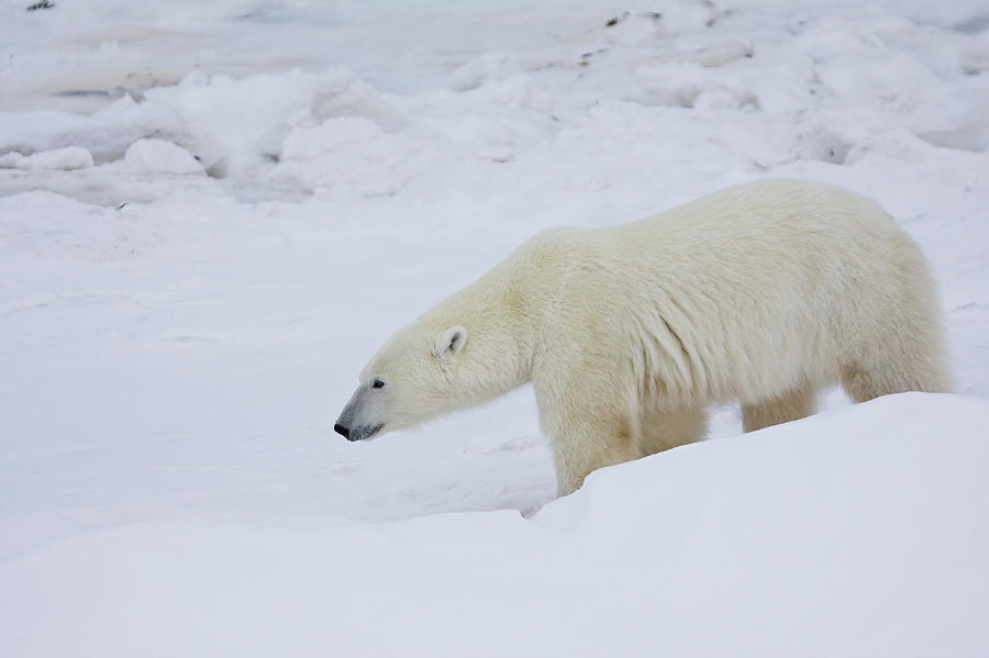 Polar Bear Ursus Maritimus Walking Photograph by Panoramic Images ...