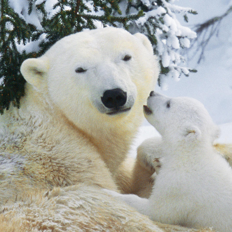Polar Bear With Cub #3 Photograph by M. Watson