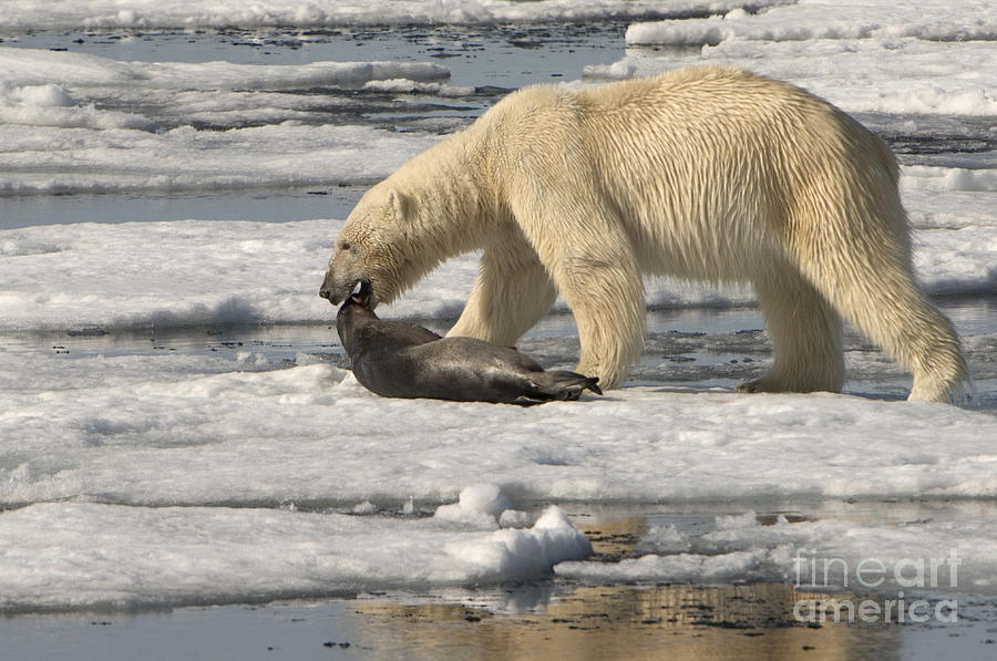 Polar Bear With Fresh Kill #3 Photograph by John Shaw