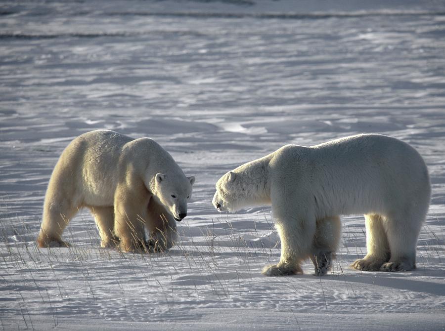 Polar Bears #3 Photograph by Science Photo Library Polar Bears #3 Photograph by Science Photo Library