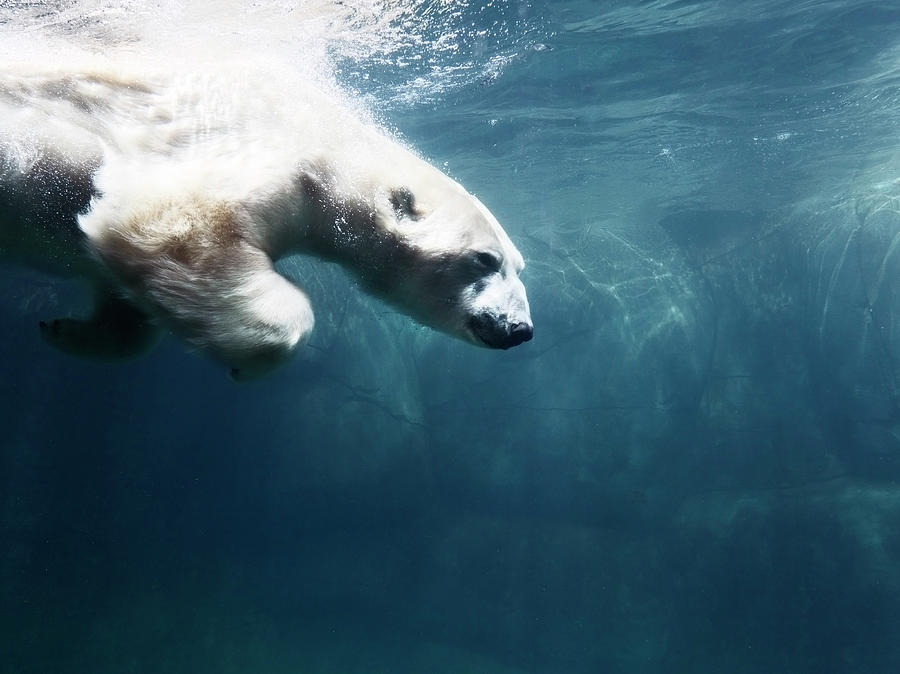 Polarbear In Water #3 Photograph by Henrik Sorensen