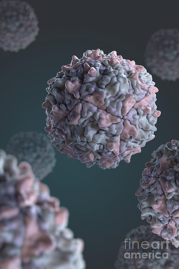 Poliovirus #3 Photograph by Science Picture Co