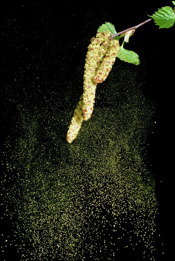 Pollen From A Silver Birch #3 Photograph by Science Photo Library Pollen From A Silver Birch #3 Photograph by Science Photo Library