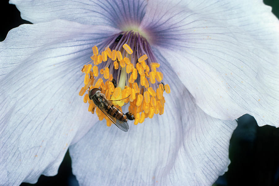 Pollination Photograph by Dr Jeremy Burgess/science Photo Library