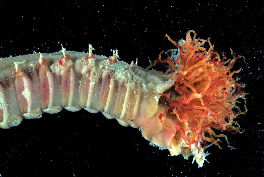 Polychaete Marine Worm #3 by British Antarctic Survey/science Photo Library