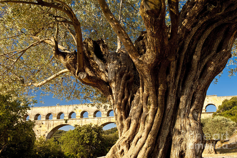 Tree Photograph - Pont du Gard by Brian Jannsen