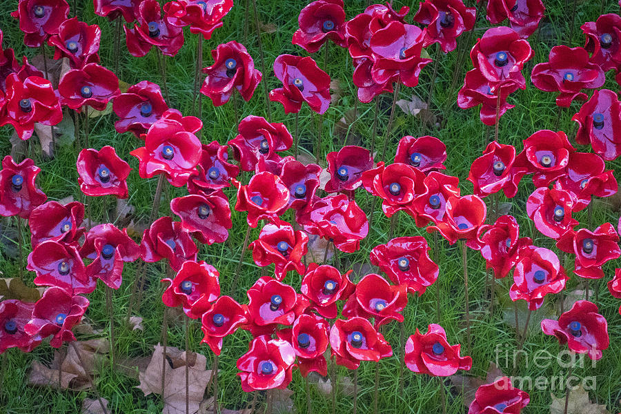 Poppies #3 Photograph by Milena Boeva