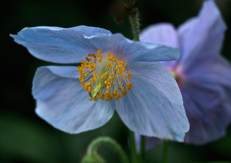 Poppy Blue #3 Photograph by Richard Cummings