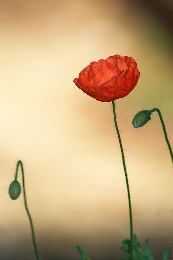 Poppy #3 Photograph by Chris Day