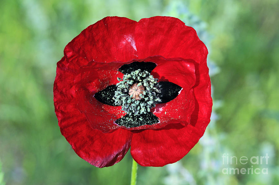 Poppy flower #6 Photograph by George Atsametakis