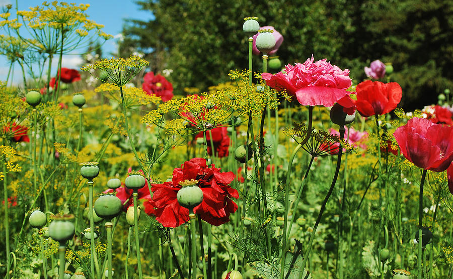 Poppy Garden Photograph by Larysa Luciw - Fine Art America