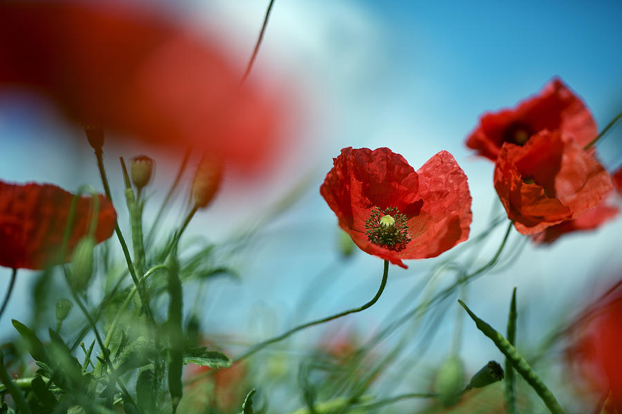 Poppy Photograph - Poppy Meadow #3 by Nailia Schwarz