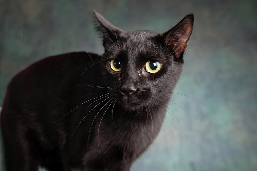 Portrait Of A Black Cat Photograph by Animal Images - Fine Art America