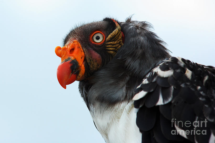 Portrait of a king vulture #4 Photograph by Nick  Biemans