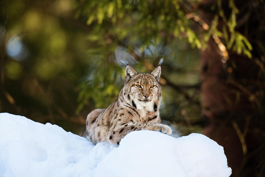 Portrait Of Eurasian Lynx (lynx Lynx Photograph by Martin Zwick