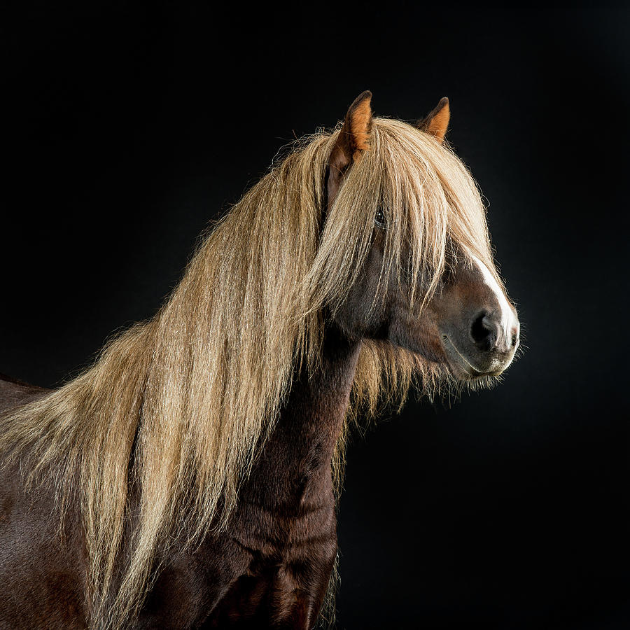 Portrait Of Icelandic Horse, Iceland #3 Photograph by Arctic-images