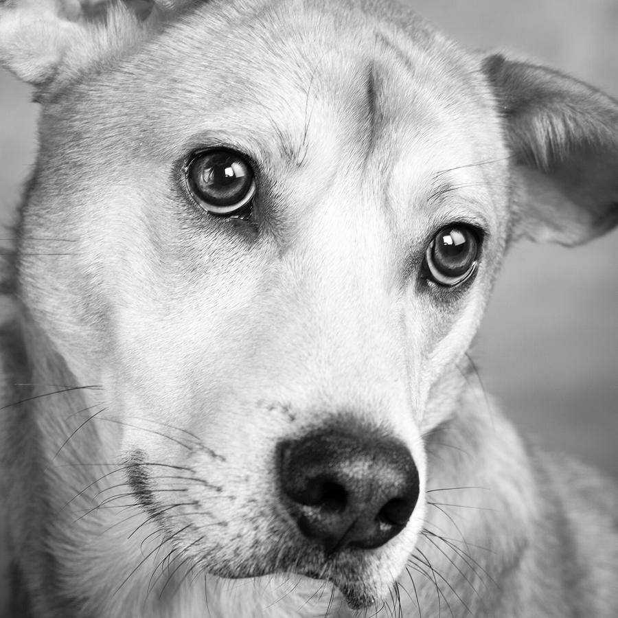 Portrait Of Westie Labrador Mixed Dog Photograph by Animal Images ...