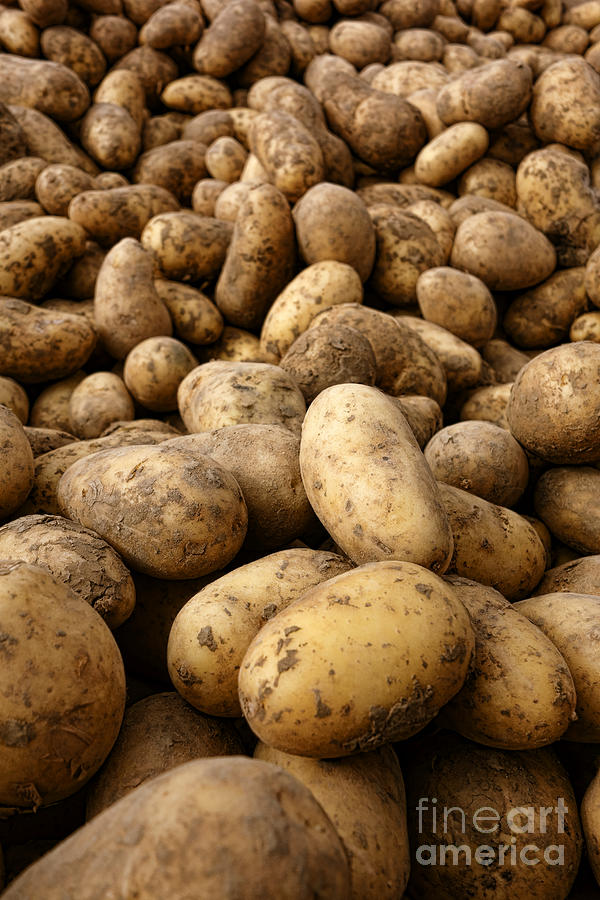 Potato Photograph - Potatoes #2 by Olivier Le Queinec