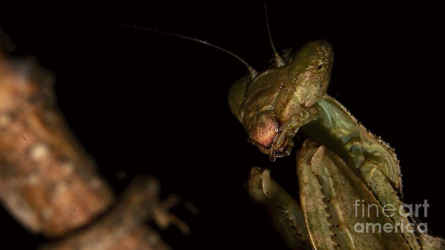 Praying mantis #3 Photograph by Mareko Marciniak