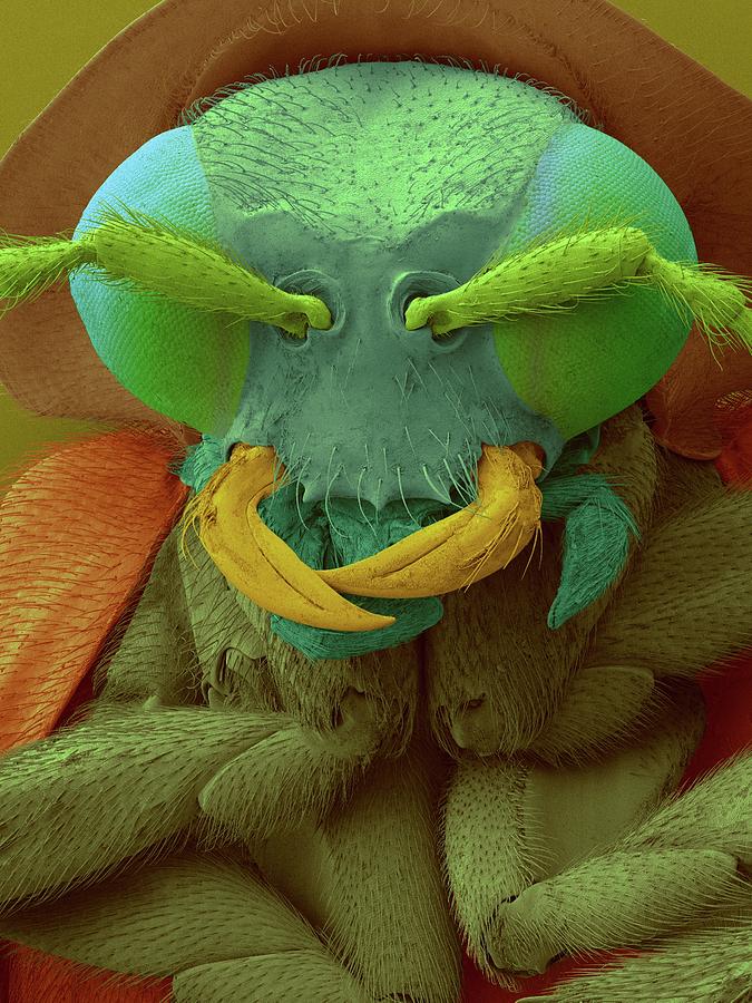 Predator Firefly Photograph by Dennis Kunkel Microscopy/science Photo ...