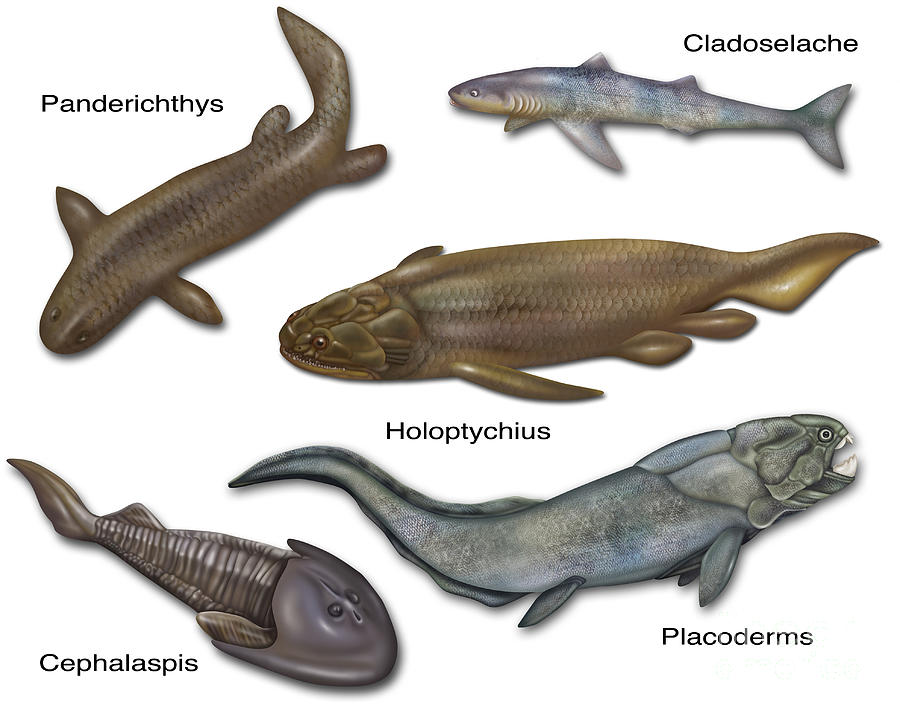 Prehistoric Fishes, Illustration #3 Photograph by Gwen Shockey