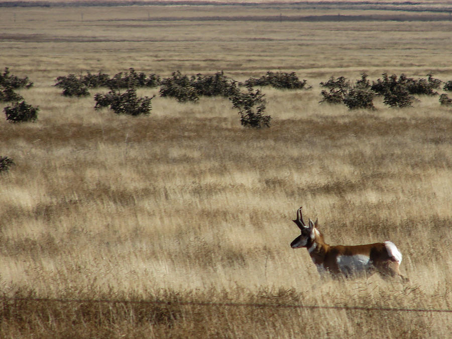 Pronghorn in the Plains Photograph by Carl Moore