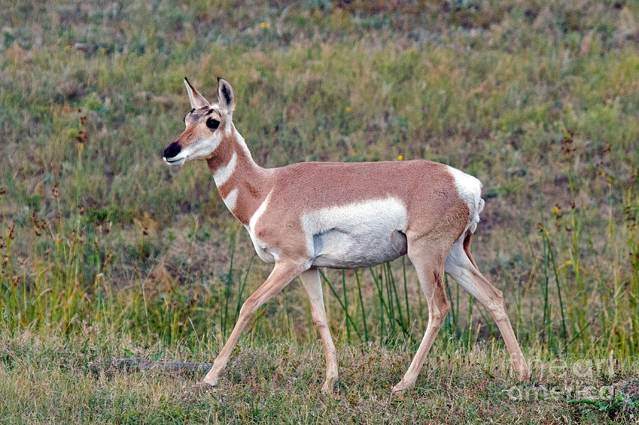 Pronghorn #3 Photograph by Fred Stearns