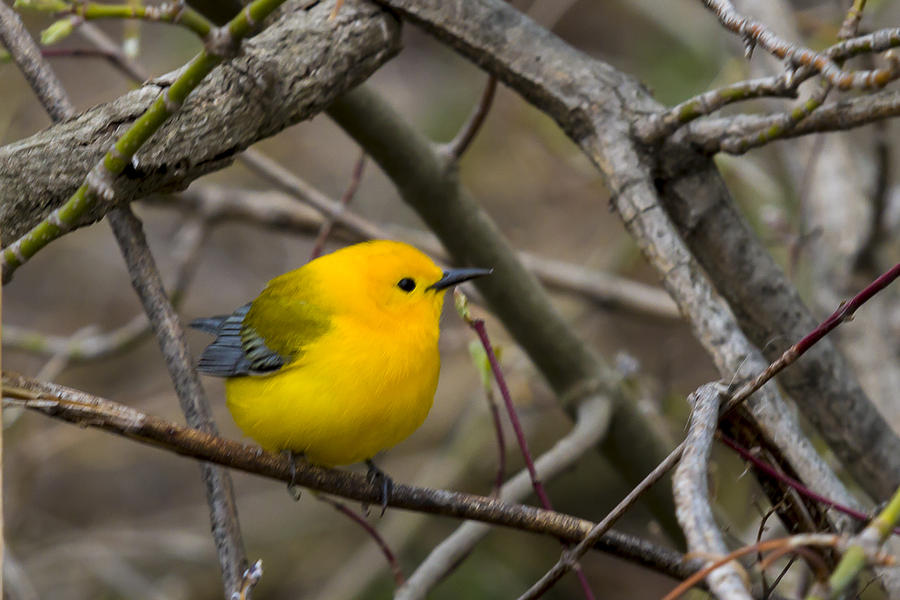 Prothonotary Warbler #4 Photograph by Jack R Perry