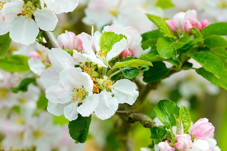 Prunus genus - Pink Cherry Blossom flower on a warm spring day ...