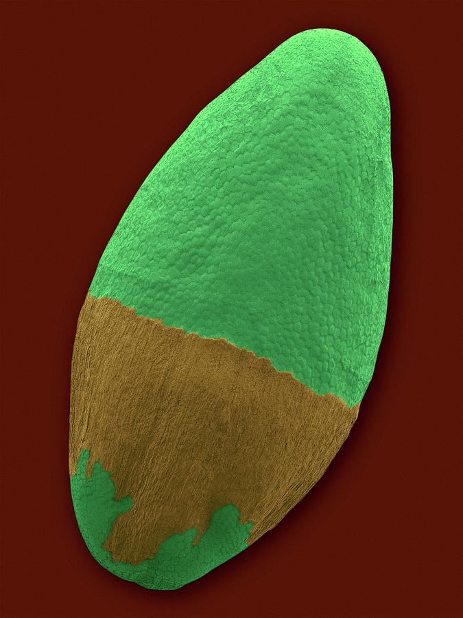 Psyllium Seed (plantago Ovata) #3 Photograph by Dennis Kunkel Microscopy/science Photo Library